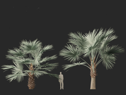 Bismarckia nobilis - Silver Bismarck Palm 03 3D Модель