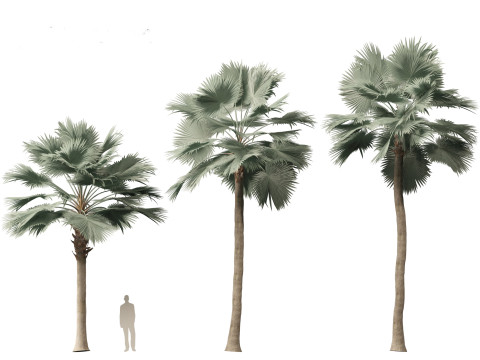 Bismarckia nobilis - Silver Bismarck Palm 03 3D Модель