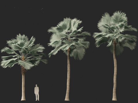 Bismarckia nobilis - Silver Bismarck Palm 03 3D Модель
