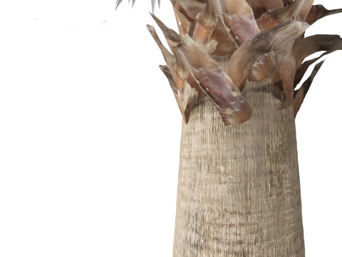 Bismarckia nobilis - Silver Bismarck Palm 03 3D Модель