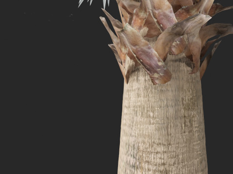 Bismarckia nobilis - Silver Bismarck Palm 03 3D Модель