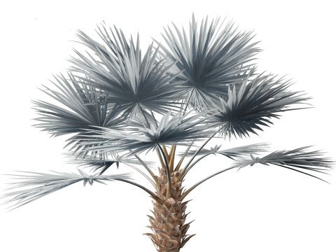Bismarckia nobilis - Silver Bismarck Palm 03 3D Модель