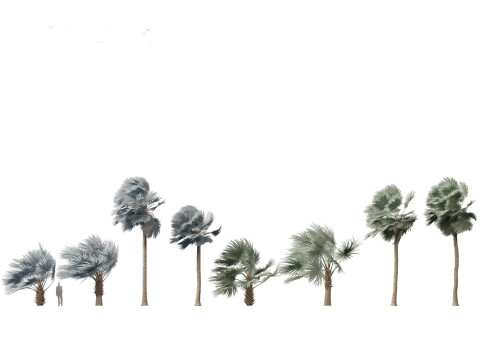 Bismarckia nobilis - Silver Bismarck Palm 03 Modelo 3D