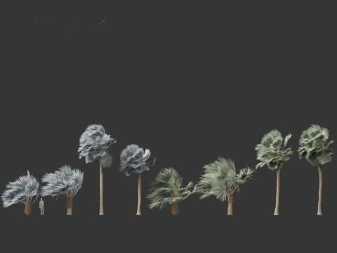 Bismarckia nobilis - Silver Bismarck Palm 03 Modèle 3D