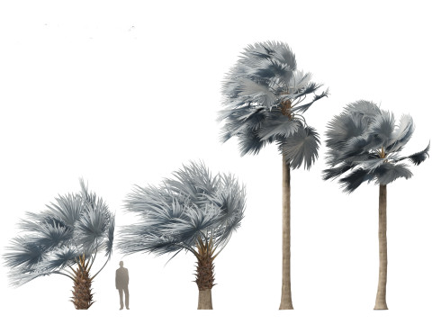 Bismarckia nobilis - Silver Bismarck Palm 03 Modèle 3D