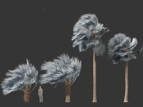Bismarckia nobilis - Silver Bismarck Palm 03 Modèle 3D