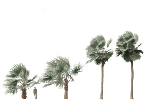 Bismarckia nobilis - Silver Bismarck Palm 03 Modèle 3D