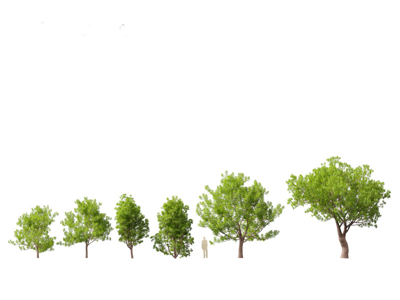 Fraxinus ornus - flowering ash 3D 모델 .c4d .max .obj .3ds .fbx .stl .blend 