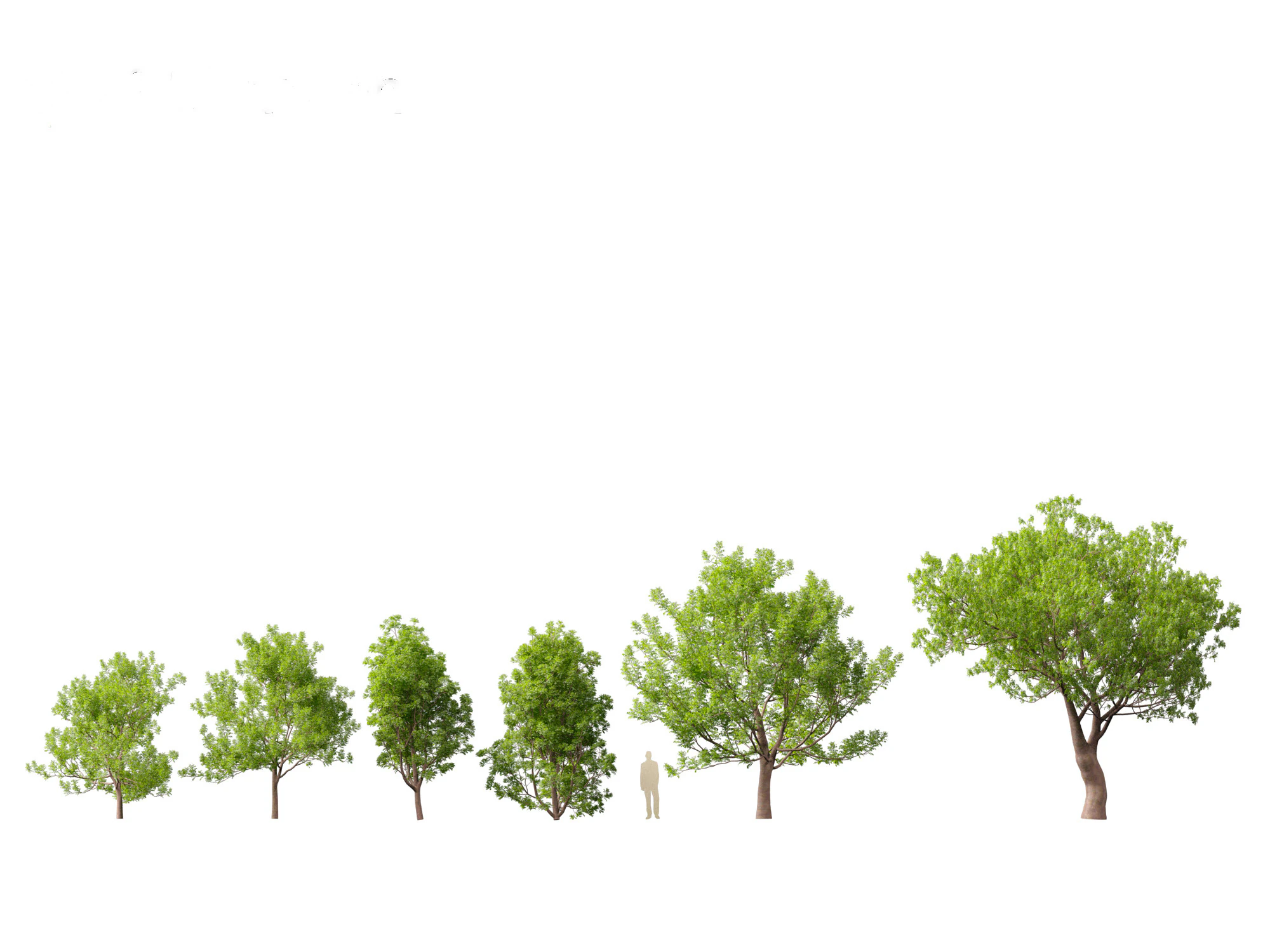 Fraxinus ornus - flowering ash 3D Model .c4d .max .obj .3ds .fbx .stl .blend 