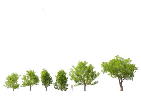 Fraxinus ornus - flowering ash 3D Model