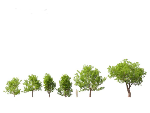 Fraxinus ornus - orniello Modello 3D