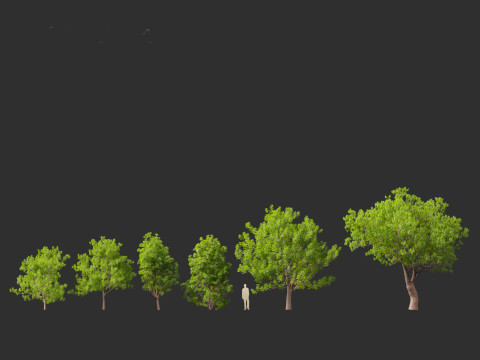 Fraxinus ornus - flowering ash 3D 모델