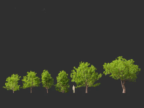 Fraxinus ornus - flowering ash 3D Model