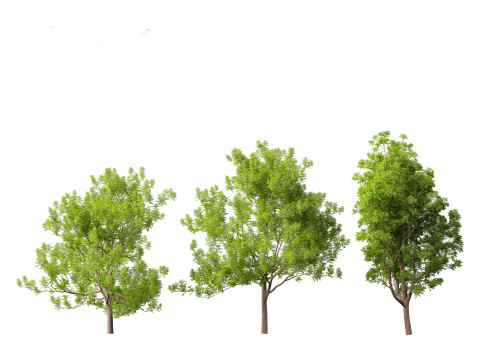Fraxinus ornus - flowering ash 3D 모델