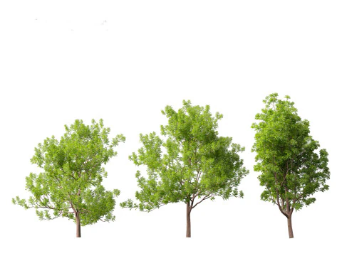 Fraxinus ornus - flowering ash 3D Model