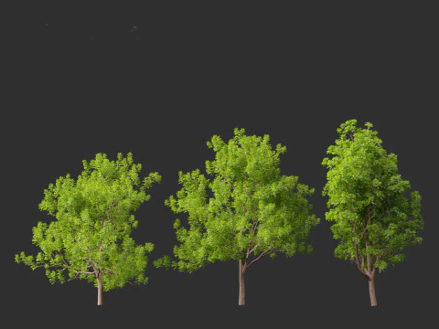Fraxinus ornus - flowering ash 3D Model