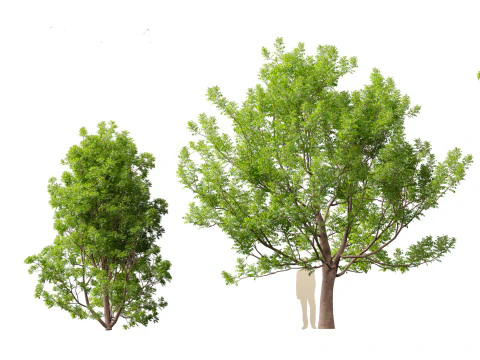 Fraxinus ornus - flowering ash 3D Model