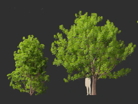 Fraxinus ornus - flowering ash 3D Model