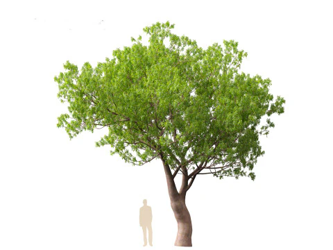 Fraxinus ornus - flowering ash 3D Model