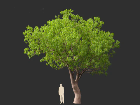 Fraxinus ornus - flowering ash 3D Model
