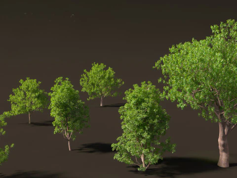 Fraxinus ornus - flowering ash 3D Model