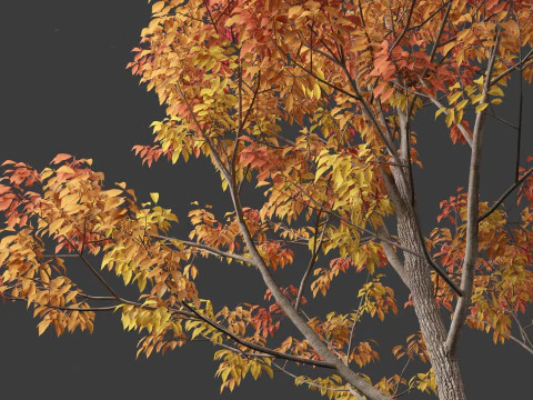 Fraxinus americana - White ash 02 3D Model