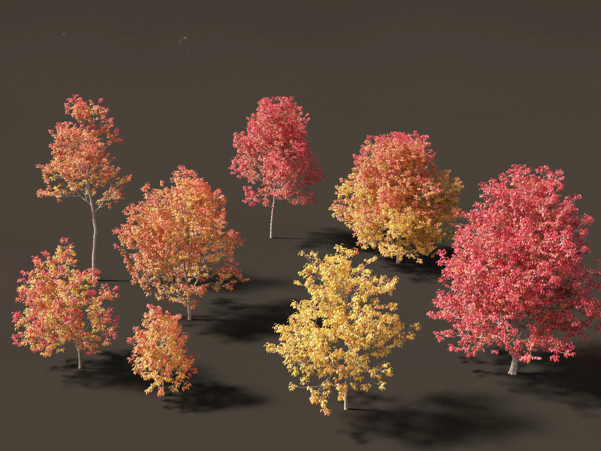 Fraxinus americana - White ash 02 3D Model .c4d .max .obj .3ds .fbx .stl .blend