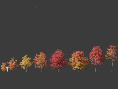 Fraxinus americana - White ash 02 3D Model