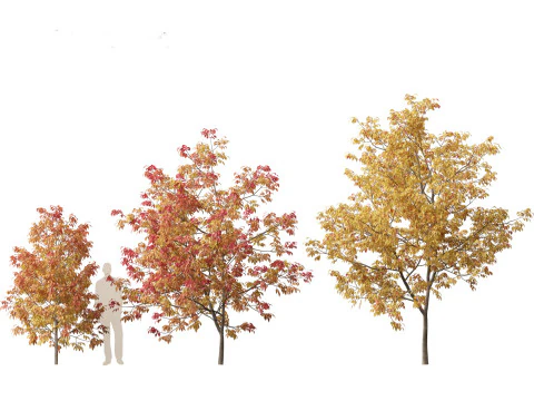 Fraxinus americana - White ash 02 3D Model