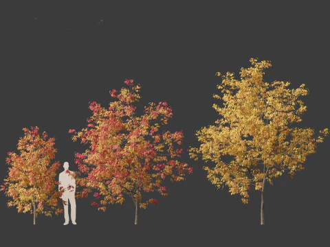 Fraxinus americana - White ash 02 3D Model