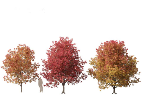 Fraxinus americana - White ash 02 3D Model