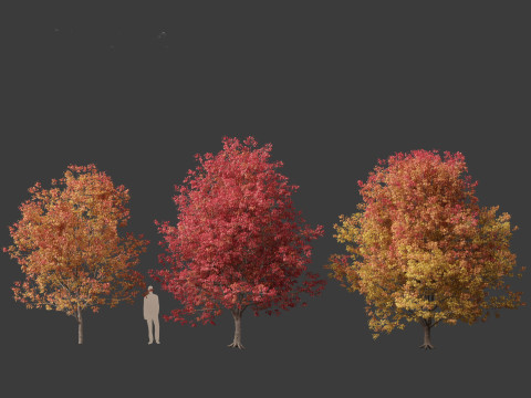 Fraxinus americana - White ash 02 3D 模型