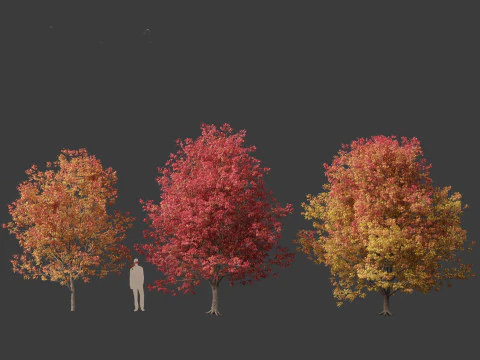 Fraxinus americana - White ash 02 3D Model