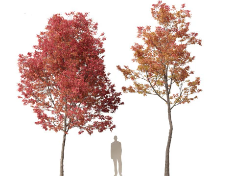 Fraxinus americana - White ash 02 3D Model