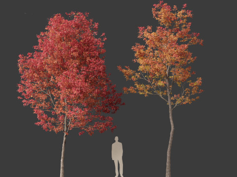 Fraxinus americana - White ash 02 3D 模型