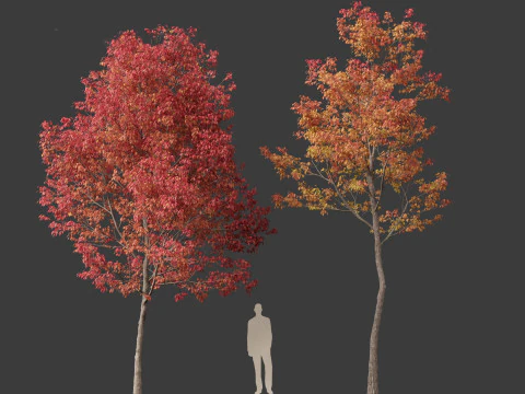 Fraxinus americana - White ash 02 3D Model