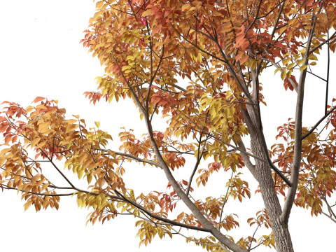 Fraxinus americana - White ash 02 3D Model