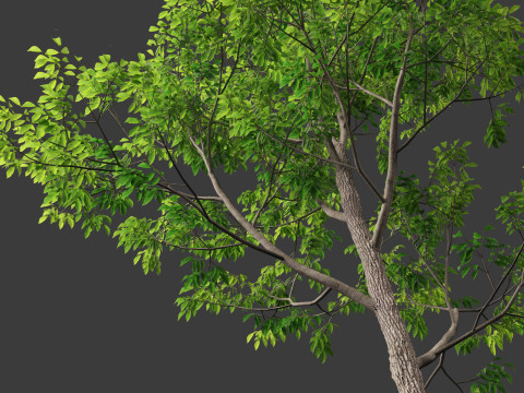 Fraxinus americana - White ash 01 3D Модель