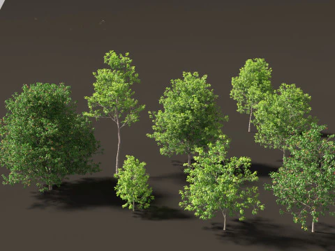 Fraxinus americana - Abu putih 01 Model 3D