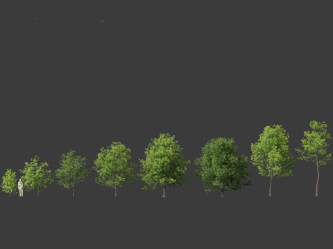 Fraxinus americana - White ash 01 3D Модель