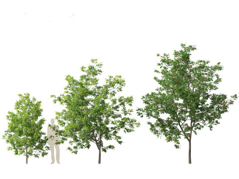 Fraxinus americana - White ash 01 3D Модель