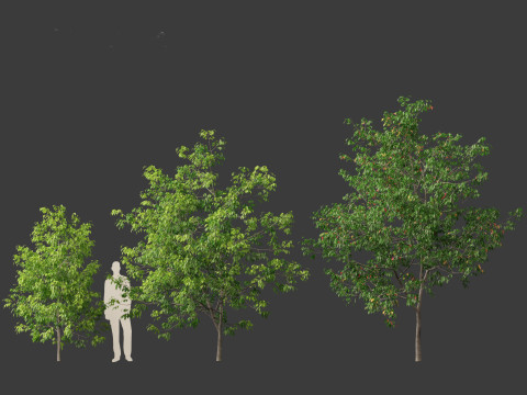Fraxinus americana - White ash 01 3D Модель