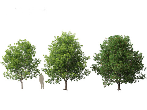 Fraxinus americana - White ash 01 3D Модель