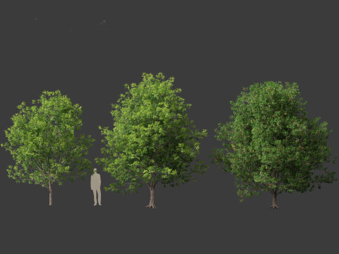 Fraxinus americana - White ash 01 3D Модель