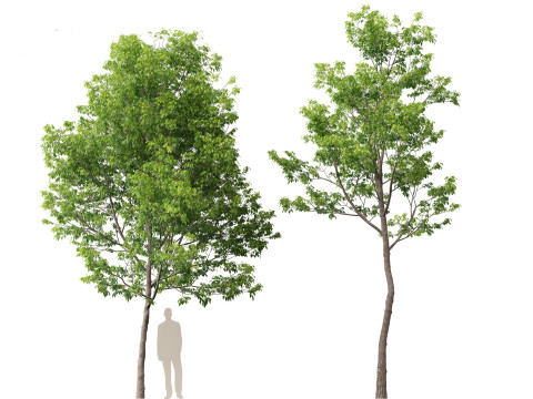 Fraxinus americana - White ash 01 3D Модель