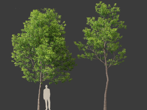 Fraxinus americana - White ash 01 3D Модель