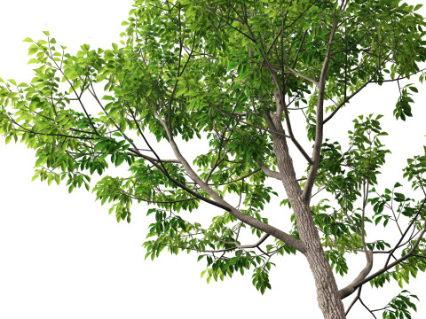 Fraxinus americana - White ash 01 3D Модель