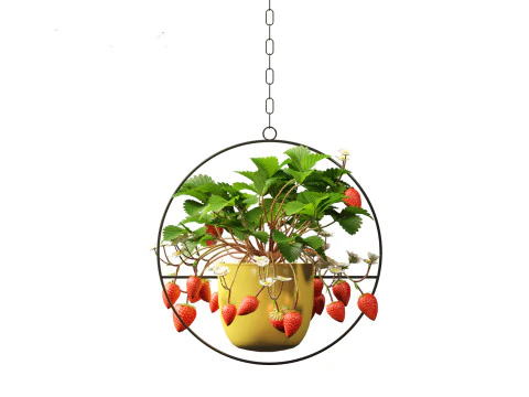 Fragaria - woodland strawberry 02 3D Model