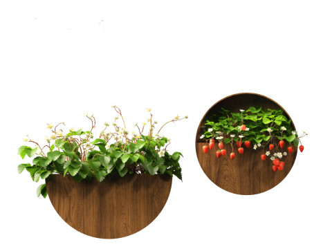 Fragaria - woodland strawberry 02 3D Model