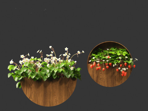 Fragaria - woodland strawberry 02 3D Model
